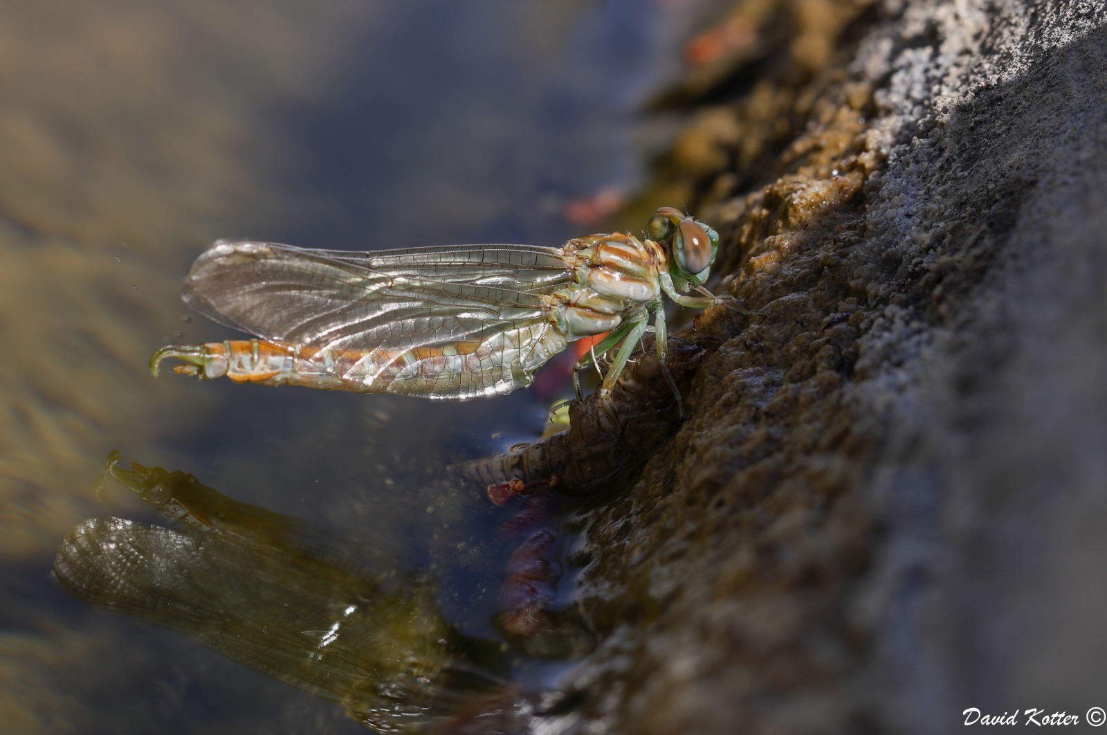 מין שפירית חדשה שהתגלה
