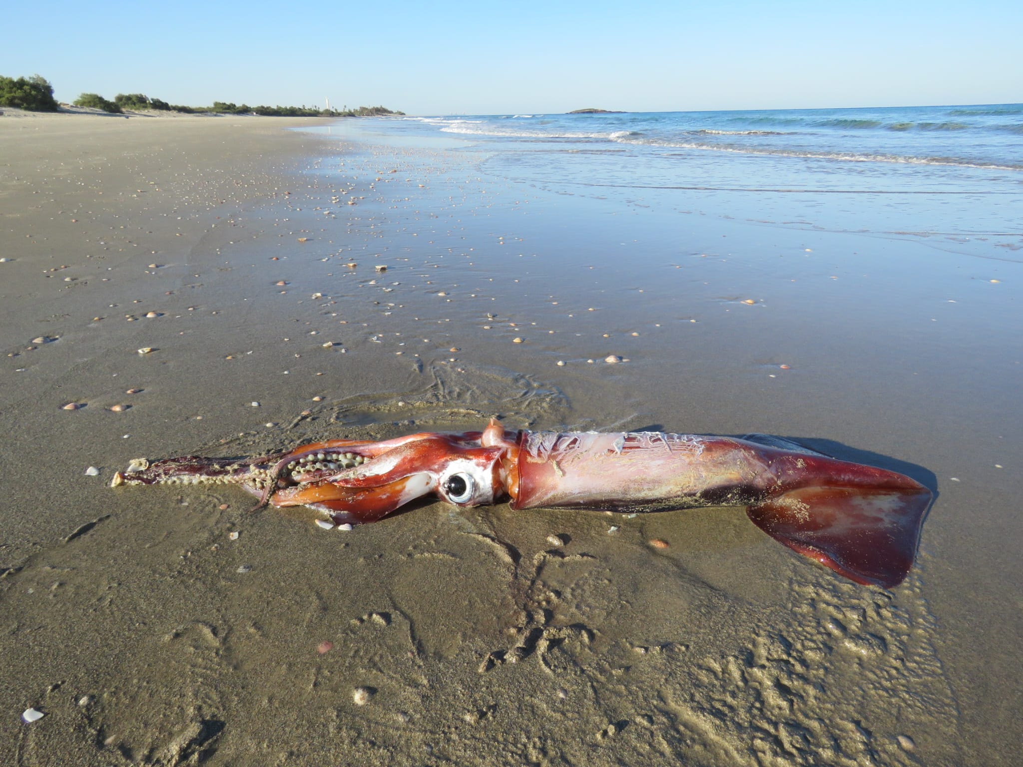 דיונון הניאון המעופף