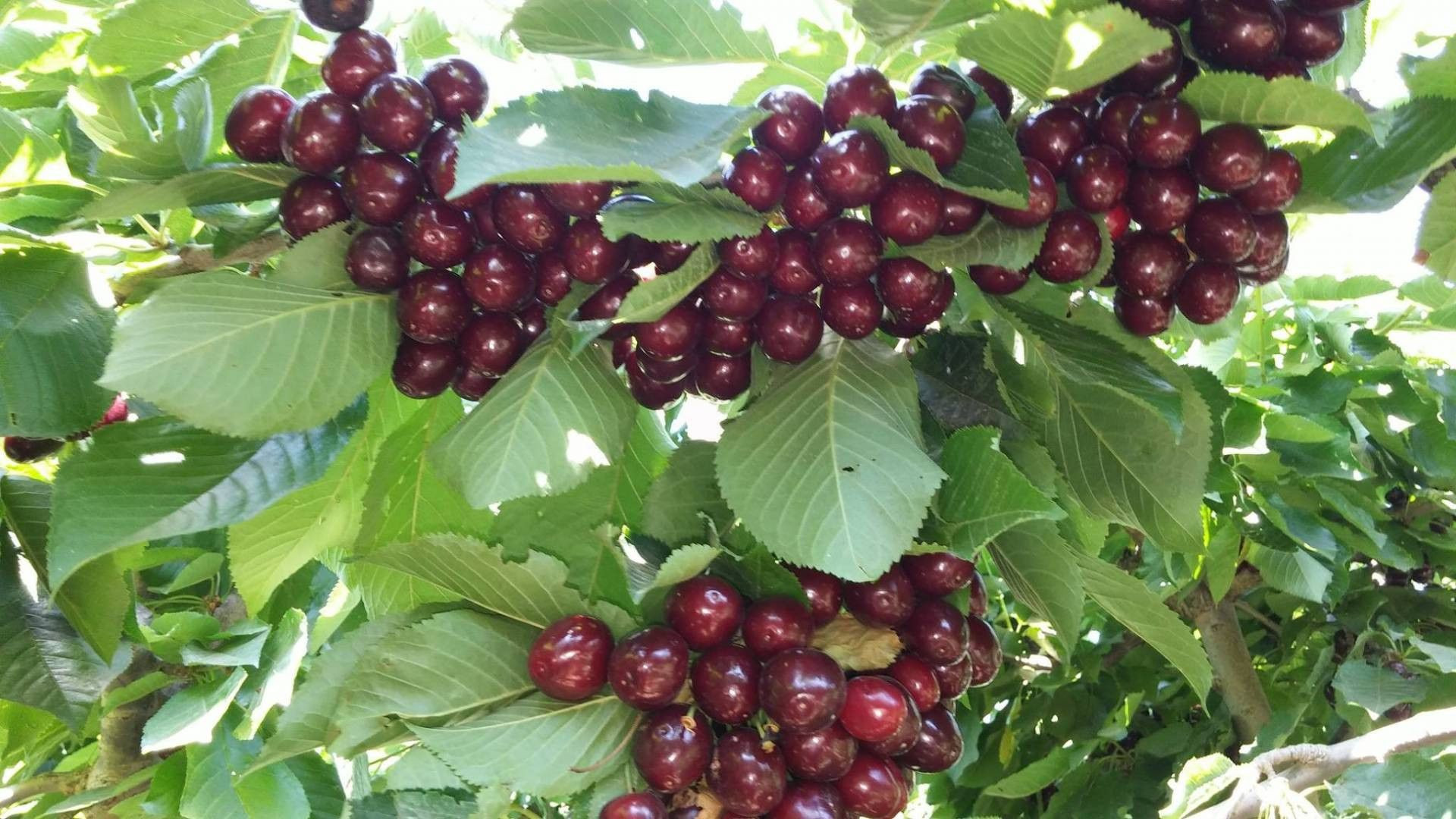 קטיף עצמי דובדבן