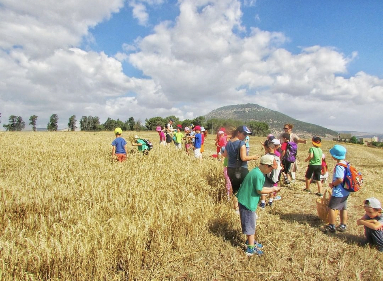 מהחיטה אל הלחם