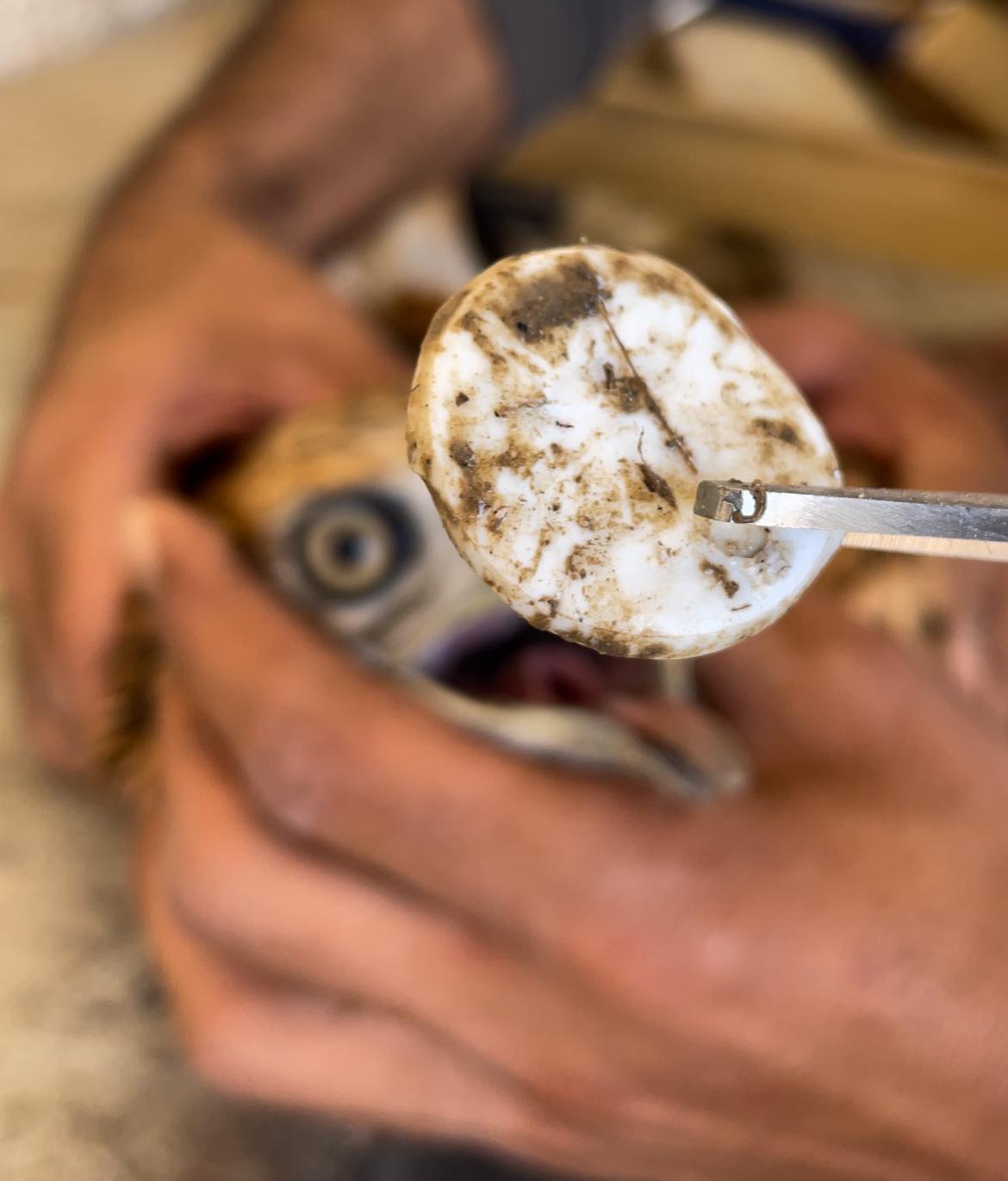 הפקק שהוצא מגרונו של עקב עיטי