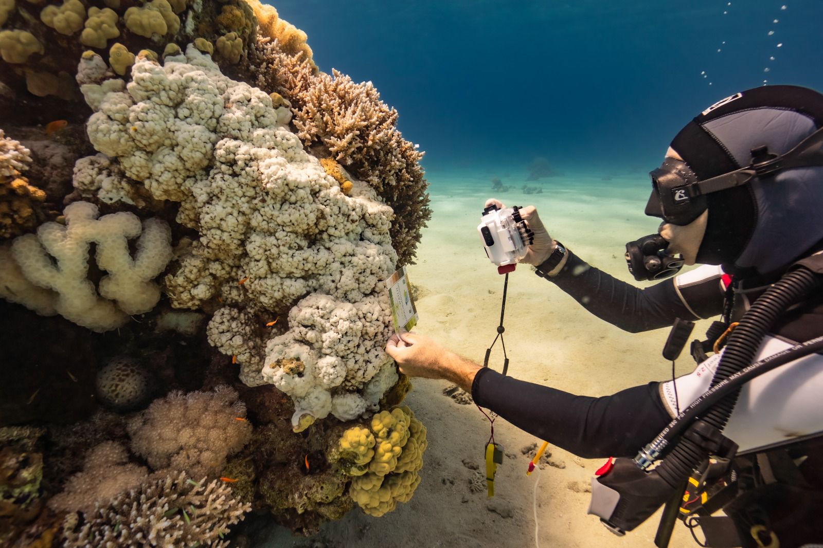 החוקרים בודקים את האלמוגים