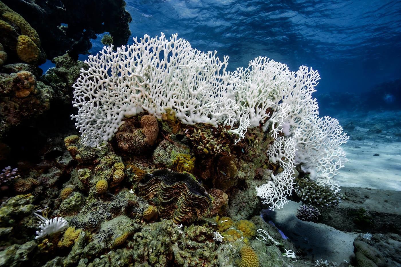 האלמוגים שאיבדו את צבעם במפרץ אילת