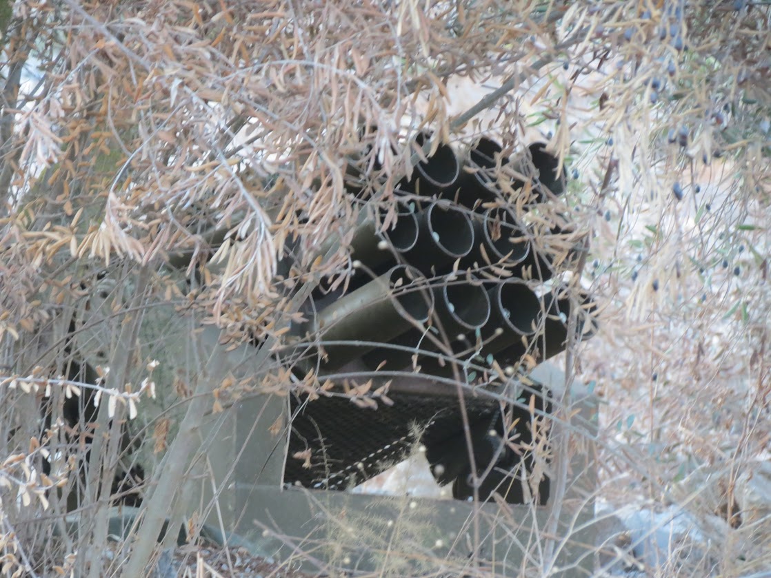 משגר עם עלה של זית