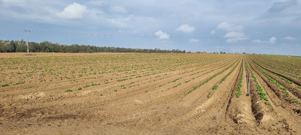 שדות תפוחי האדמה