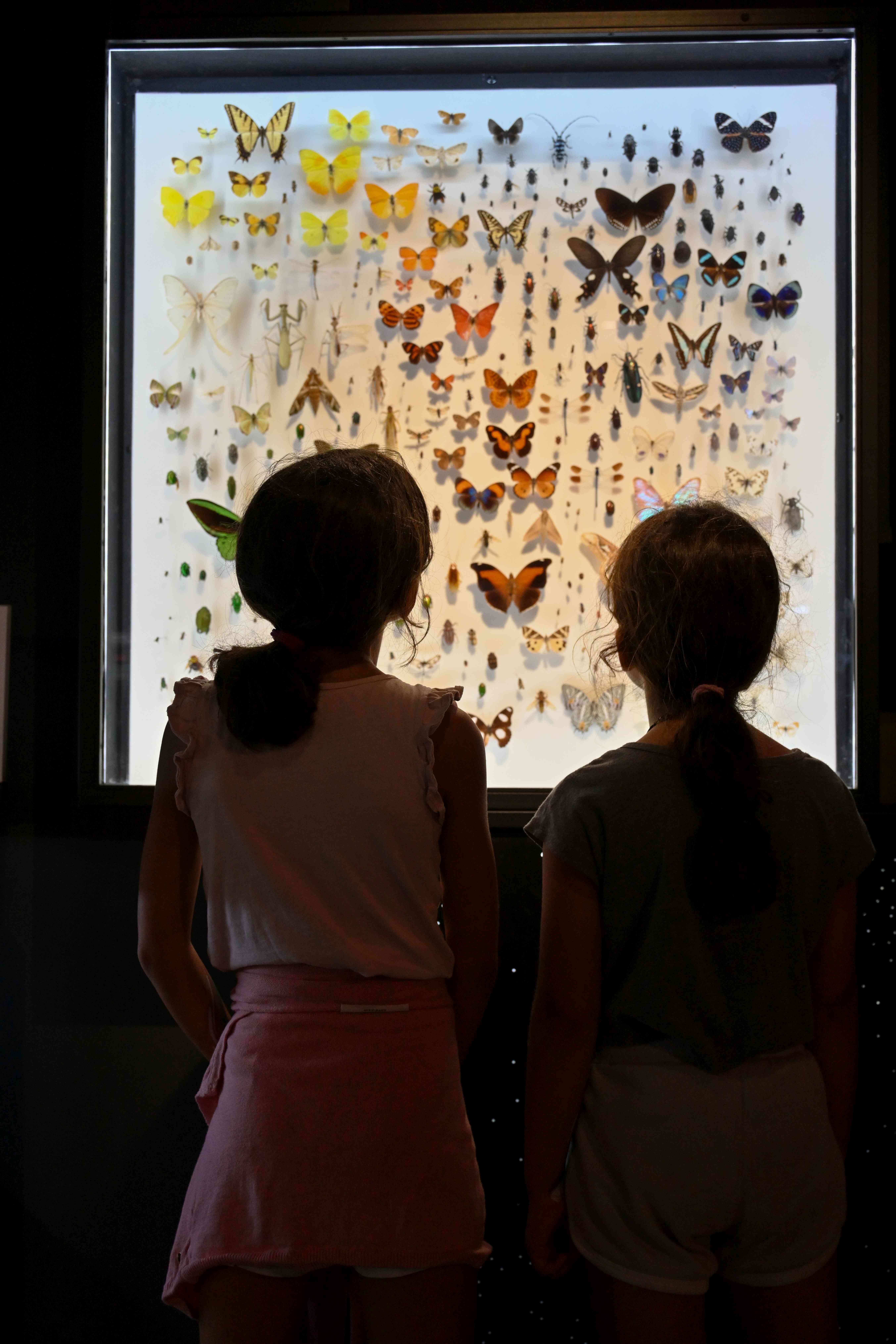 מוזיאון הטבע עש שטיינהרדט