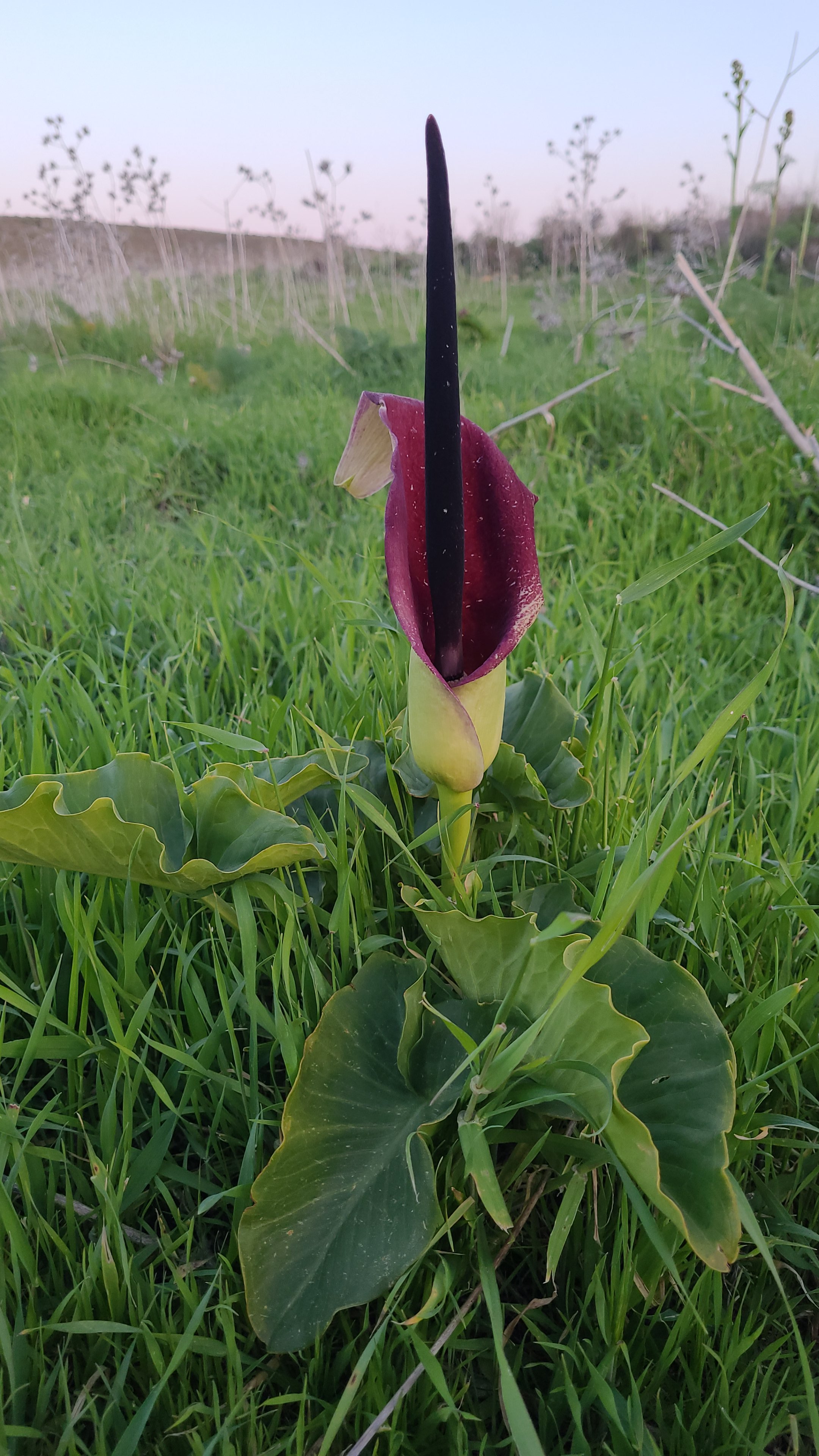 לוף ארץ-ישראלי בשמורת טבע גבעות צפית
