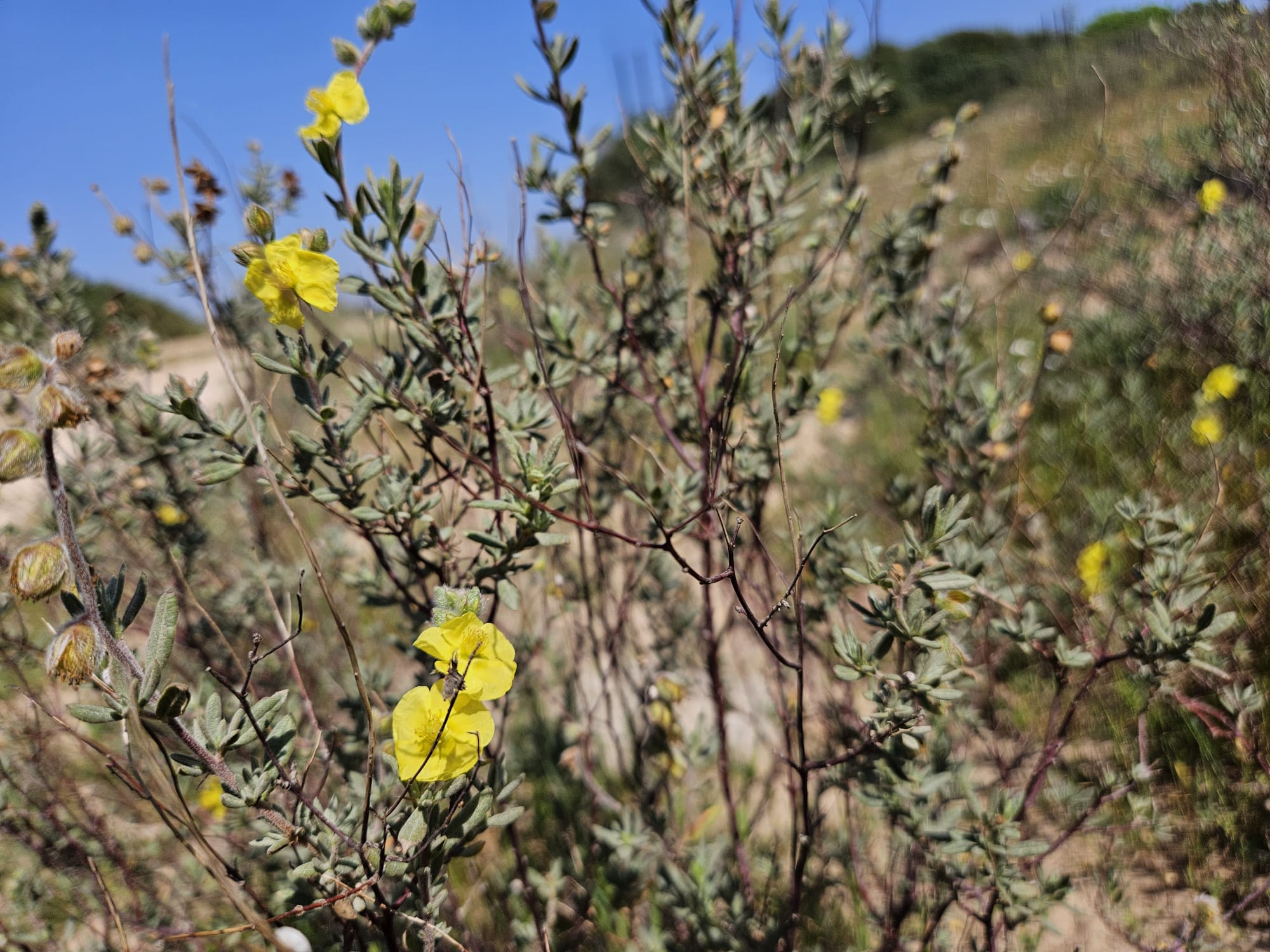 שמשון סגלגל