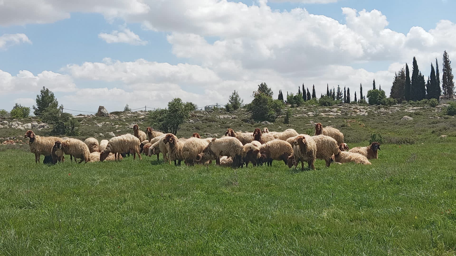 מרעה באחת החוות