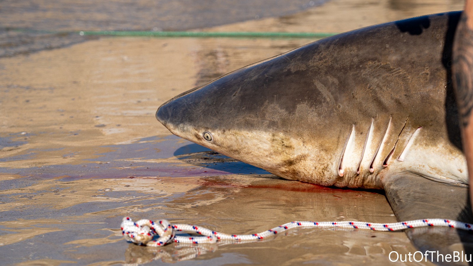 הכרישה שאותרה סמוך לחדרה