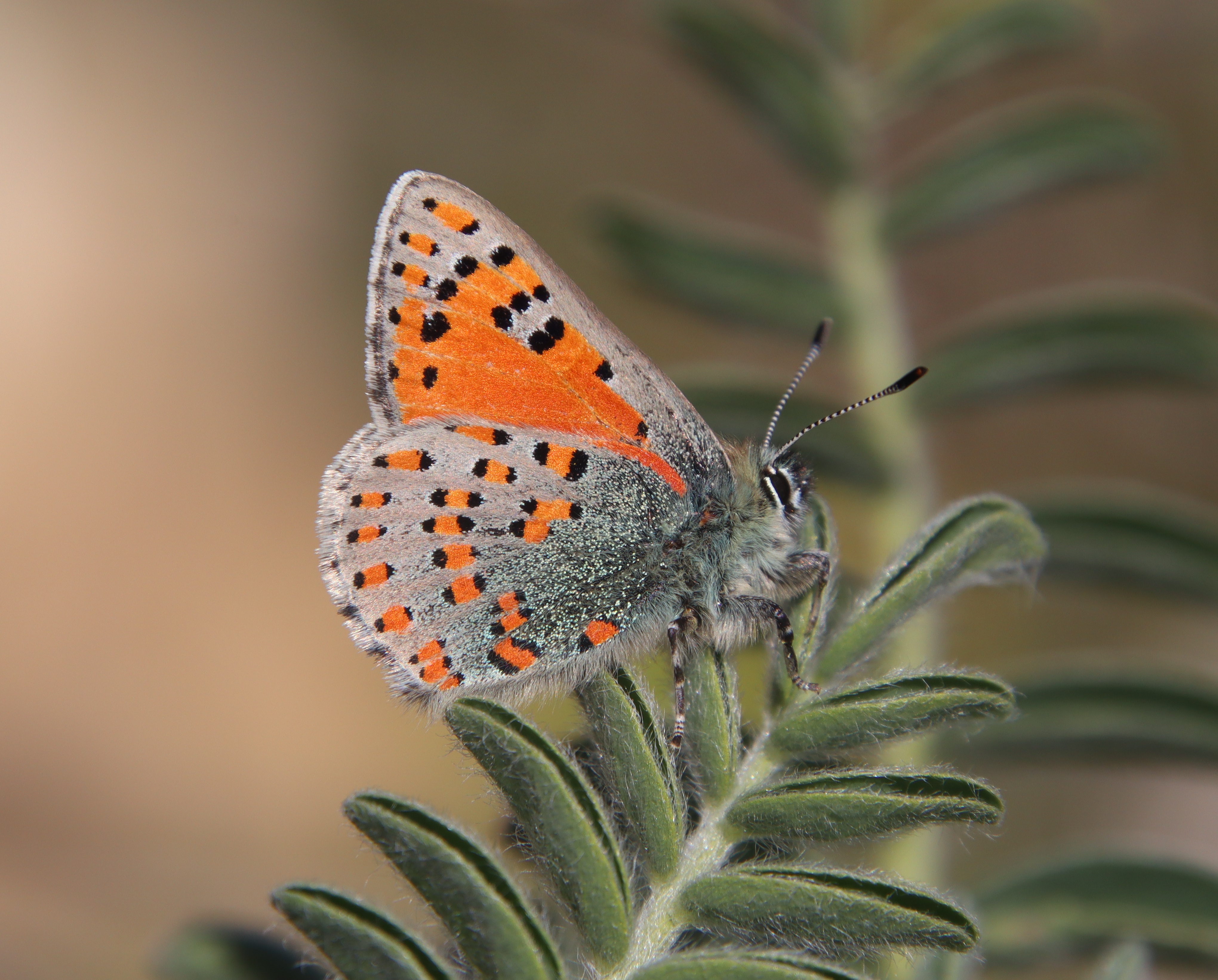 צמריר הקדד בגוש עציון