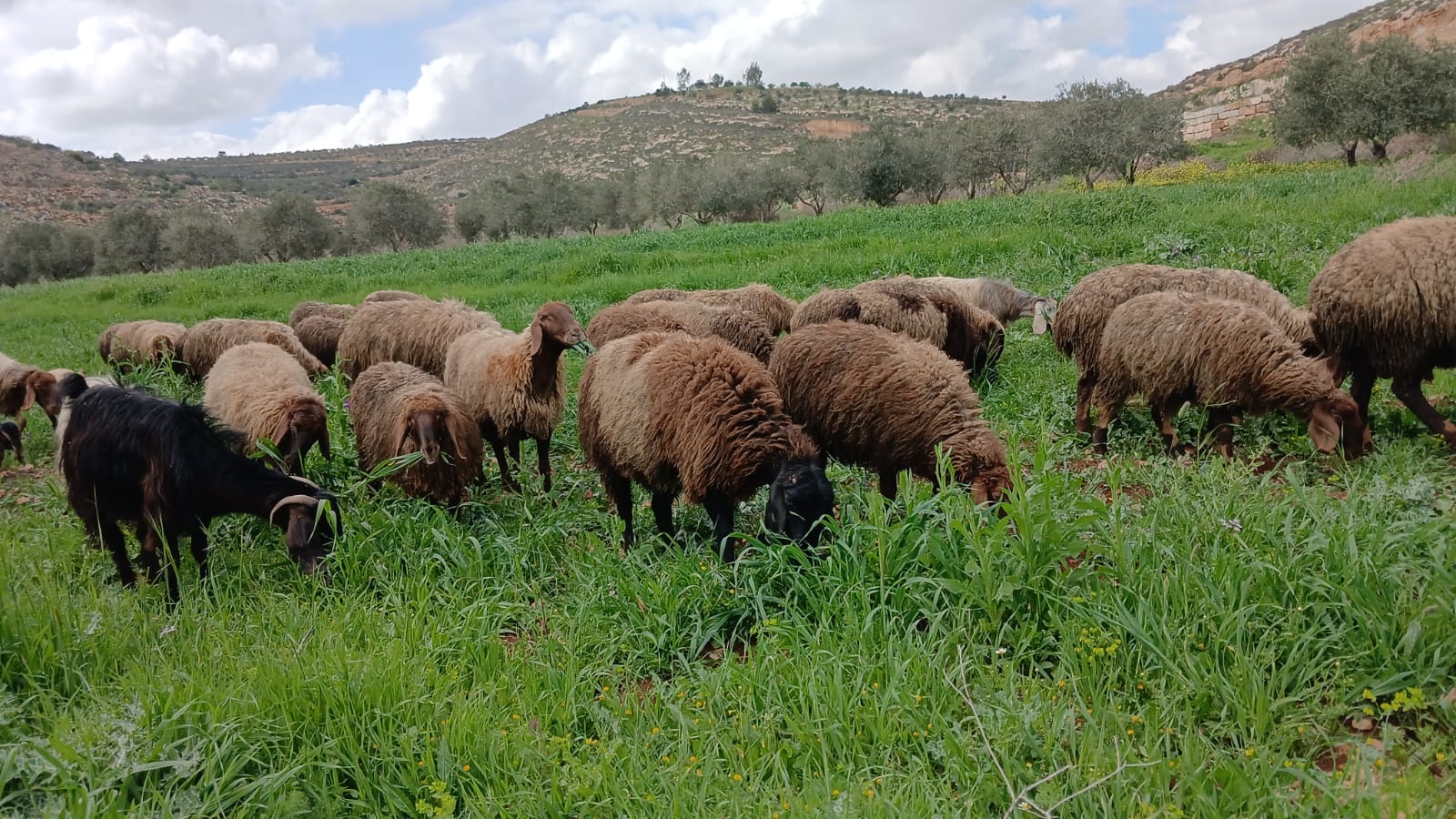 מרעה