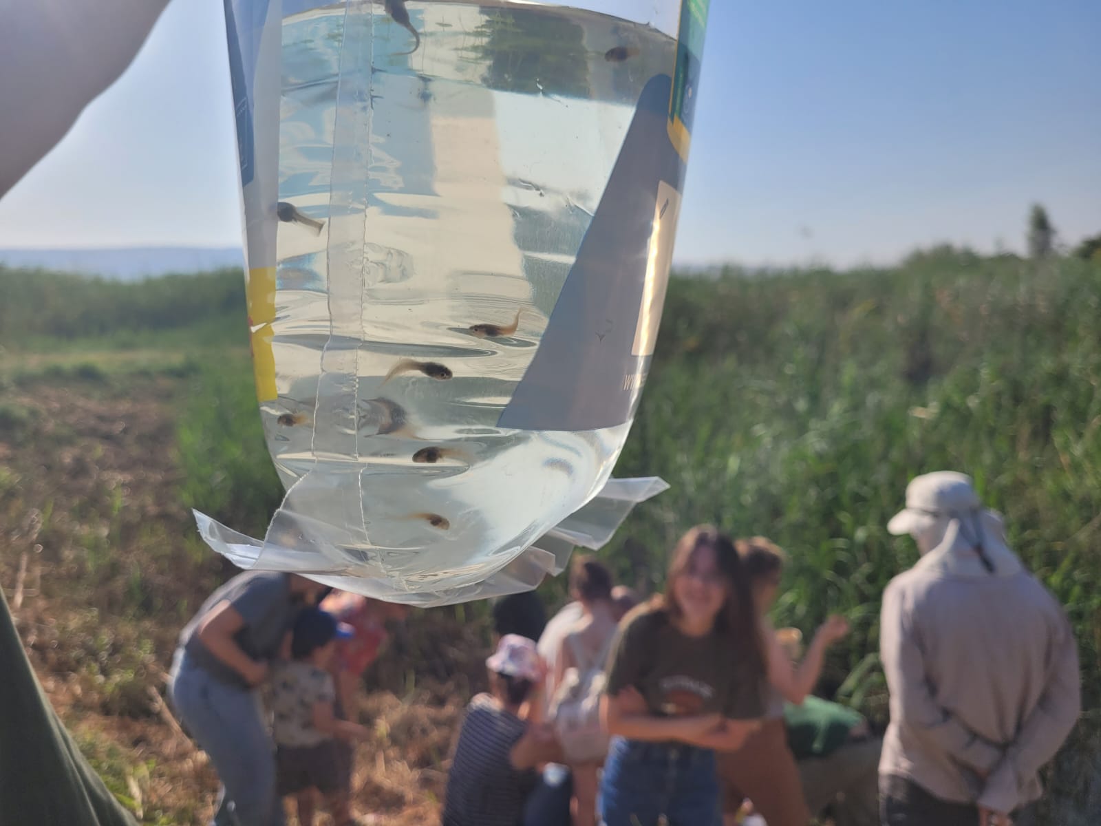 צפרדעי וראשני עגולשון שחור גחון