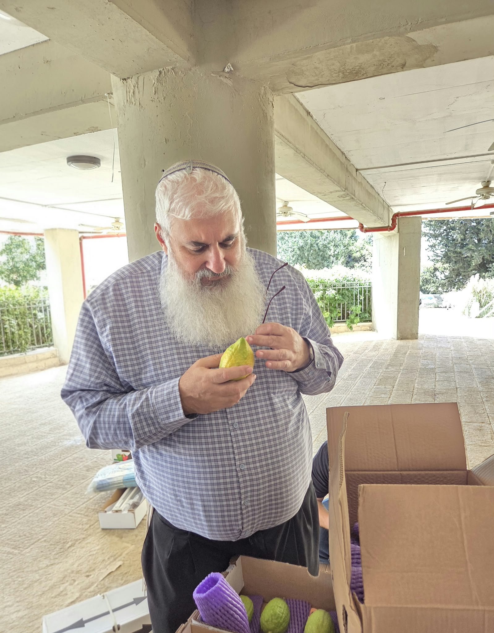 הרב עידו יעקובי בבדיקת אתרוגים