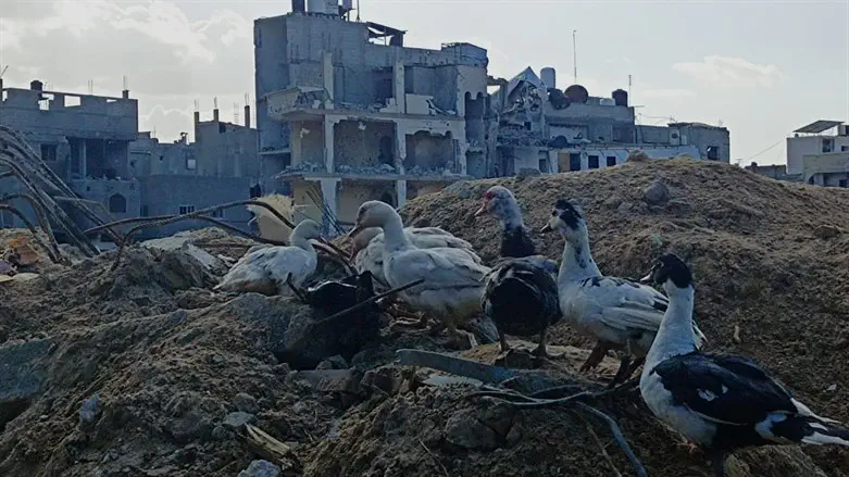 "אֲוַז שֶׁבַּבַּיִת אוֹמֶרֶת: הוֹדוּ לַד' קִרְאוּ בִּשְׁמוֹ הוֹדִיעוּ בָעַמִּים עֲלִילוֹתָיו׃ שִׁירוּ לוֹ זַמְּרוּ לוֹ שִׂיחוּ בְּכָל נִפְלְאוֹתָיו!..."(פרק שירה ד')