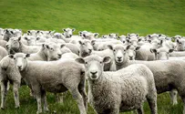 במה מתייחדים רועי הצאן?