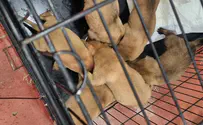 מפקחי משרד החקלאות הצילו 6 גורי כלבים 