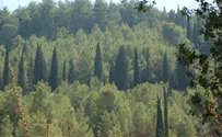 תושבים באלקנה מתנגדים לכריתת העצים