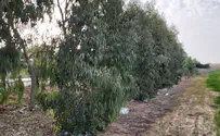 וילון ירוק של עצים מול צלפי החמאס