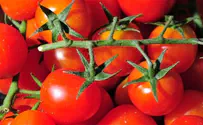 העגבניות של גוש קטיף - הכי טעימות בעולם 