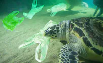 ההשפעה המדאיגה של פלסטיק על צבי הים