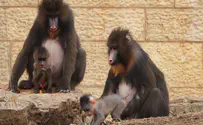 4 גורי קוף מנדריל נולדו בגן החיות התנ"כי