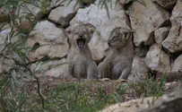 גורי אריה אסייתי נולדו בגן החיות התנ"כי 