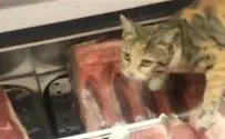 חתול התהלך על הבשר הטרי במקרר ב"רמי לוי"
