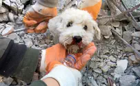תיעוד מטורקיה: חילוץ של כלב מבין ההריסות