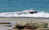 פגר של לוויתן מצוי נפלט ליד חוף זיקים