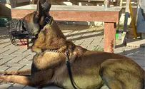 כלב הימ"מ "ג'אנגו" נהרג בעת חיסול המחבלים