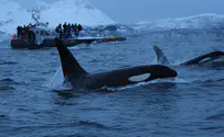לוויתנים קטלנים מטביעים ספינות