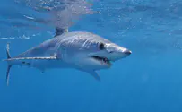ניצל מהתקפת כריש- בעזרת דולפינים