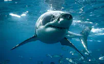 כרישי קוקאין: כרישים התמכרו לסמים?