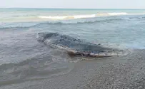 לוויתן מת נמצא בחוף באזור השרון