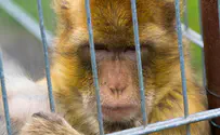 האם מתו קופים בניסוי של אילון מאסק?
