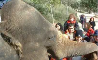 להאכיל את הפילים מהיד אל החדק