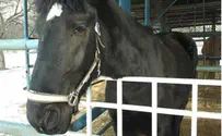 סוסה החולה בכלבת נמצאה בכפר מסעדה