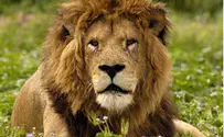 המלך בשדה - גרסה "דוסית" למלך האריות