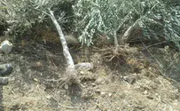 דיווח כוזב על כריתת עצים בג'לוד