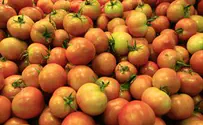 עגבניות - לא רק טעימות