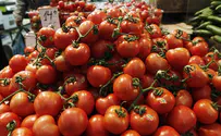 לעצור את ייבוא העגבניות מטורקיה
