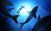תחרות: השחיין המהיר בעולם מול כריש