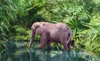 בקרוב: סוף לטיולי הפילים בקמבודיה