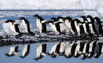 צפו: מראה עשויה מפינגווינים