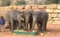 מי ינצח -  הספורטאים או הפיל?