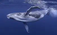 מדהים: הלוויתן ששבר את הרשת